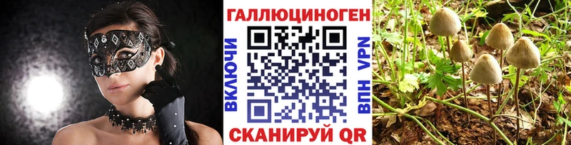магазин продажи   Рошаль  Галлюциногенные грибы прущие грибы 